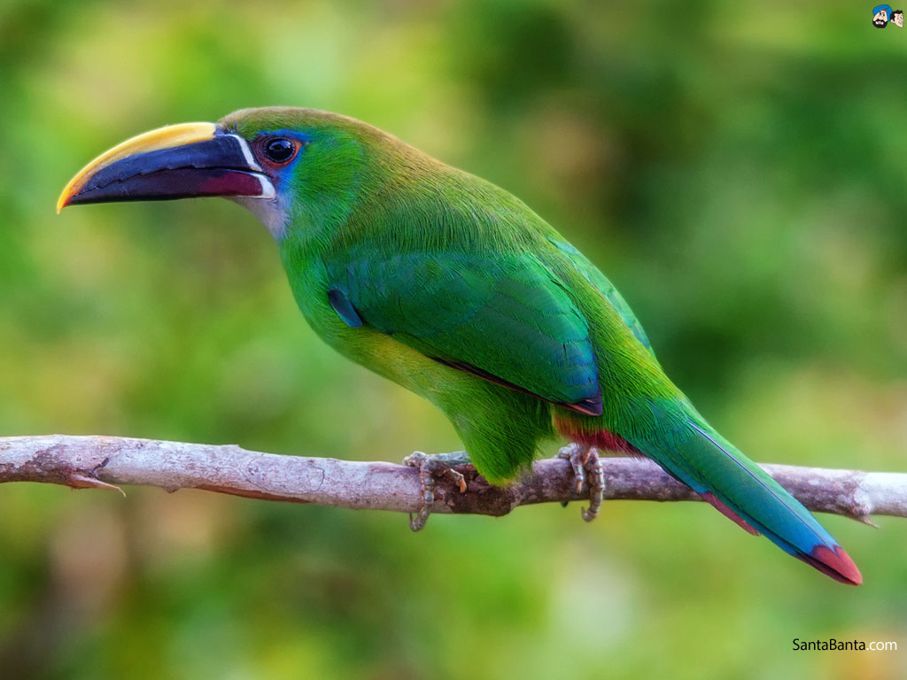 Emerald Toucanet Pics, Animal Collection