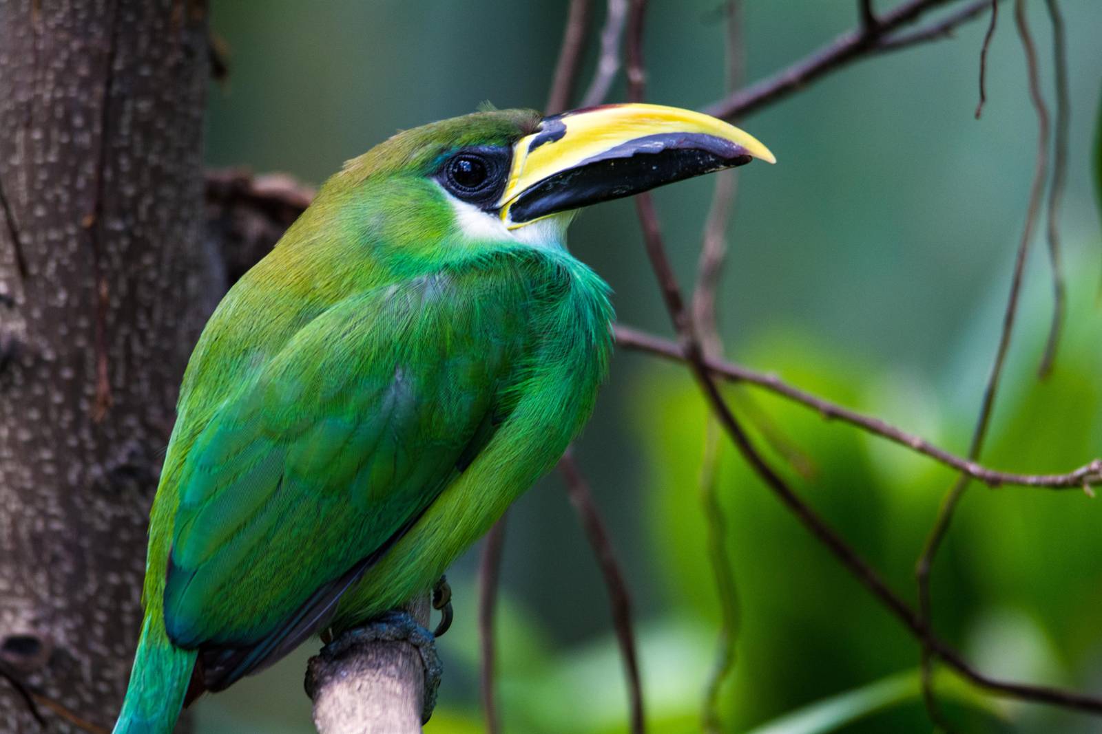 HQ Emerald Toucanet Wallpapers | File 171.29Kb