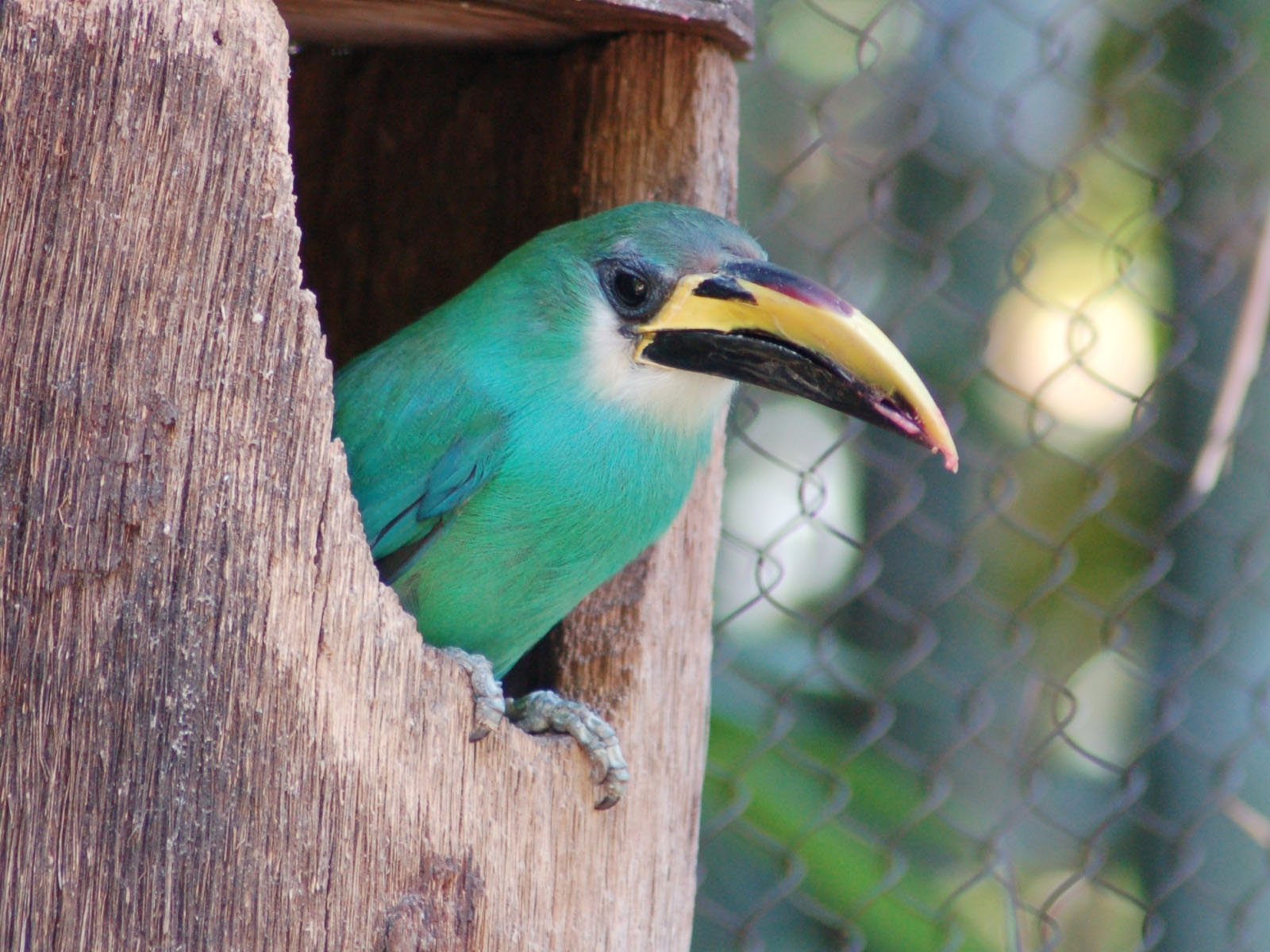 HQ Emerald Toucanet Wallpapers | File 314.69Kb