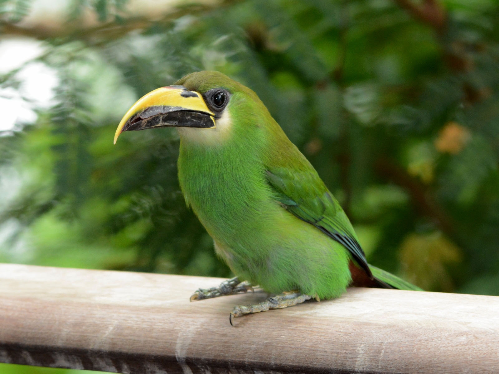 Emerald Toucanet Backgrounds on Wallpapers Vista