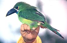 HD Quality Wallpaper | Collection: Animal, 220x141 Emerald Toucanet