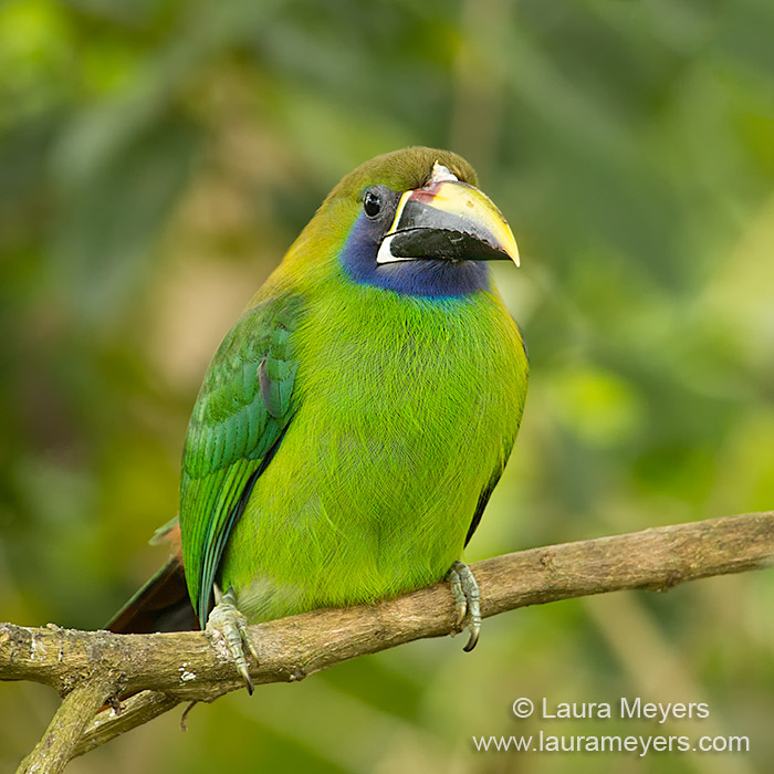 Nice Images Collection: Emerald Toucanet Desktop Wallpapers