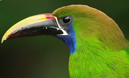 HQ Emerald Toucanet Wallpapers | File 46.92Kb