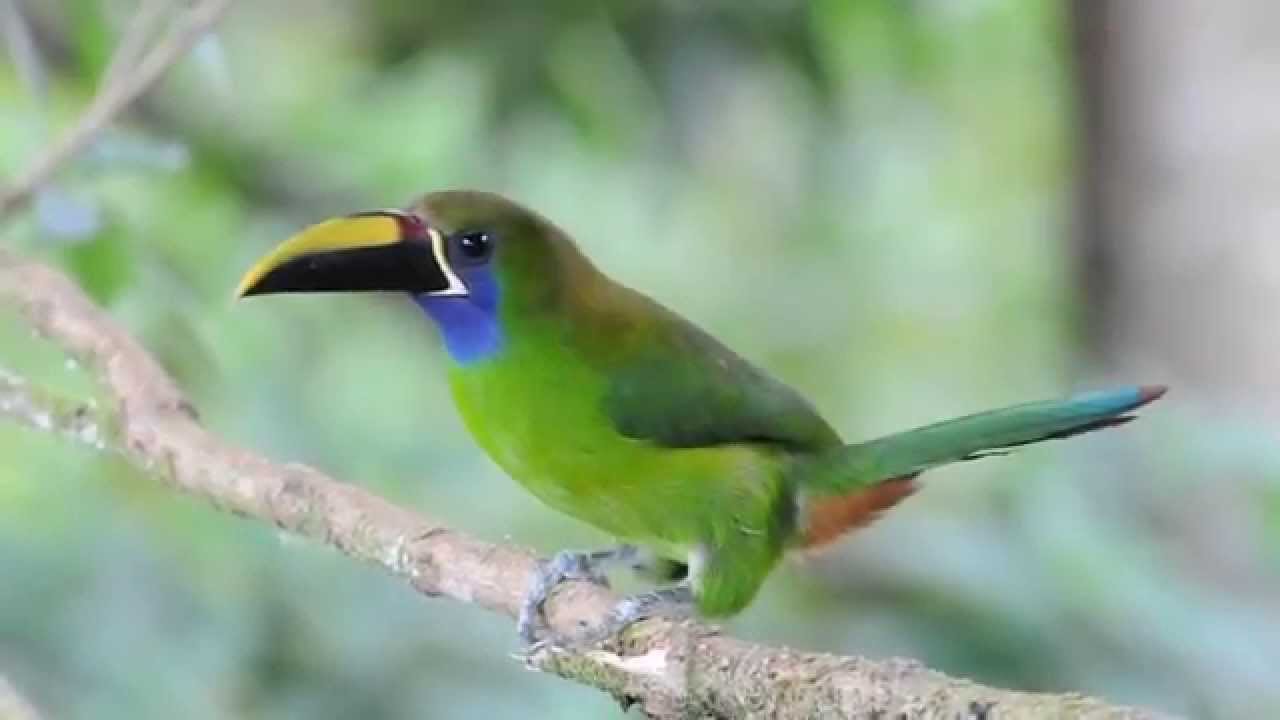 Images of Emerald Toucanet | 1280x720