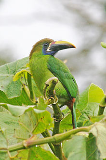 Amazing Emerald Toucanet Pictures & Backgrounds