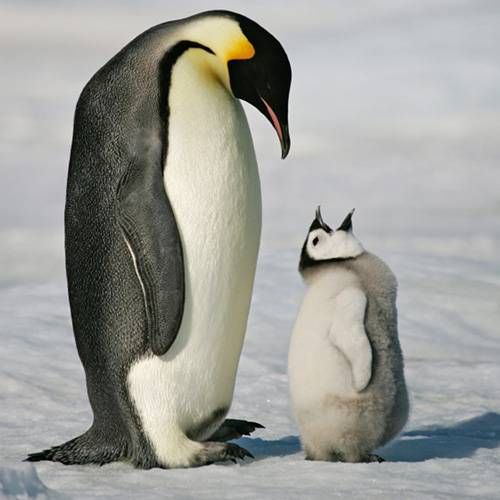 Images of Emperor Penguin | 500x500