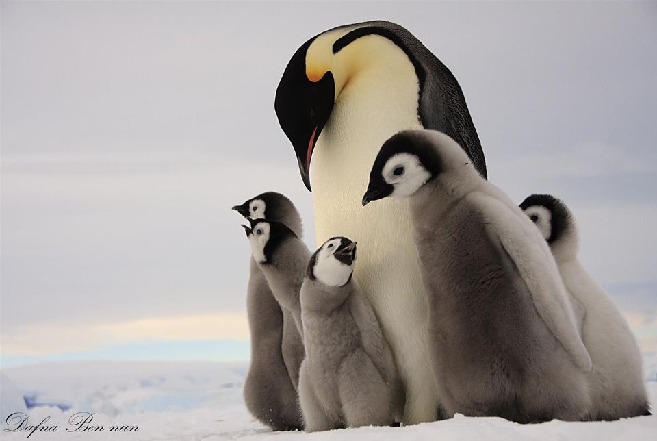 Emperor Penguin Backgrounds, Compatible - PC, Mobile, Gadgets| 960x644 px