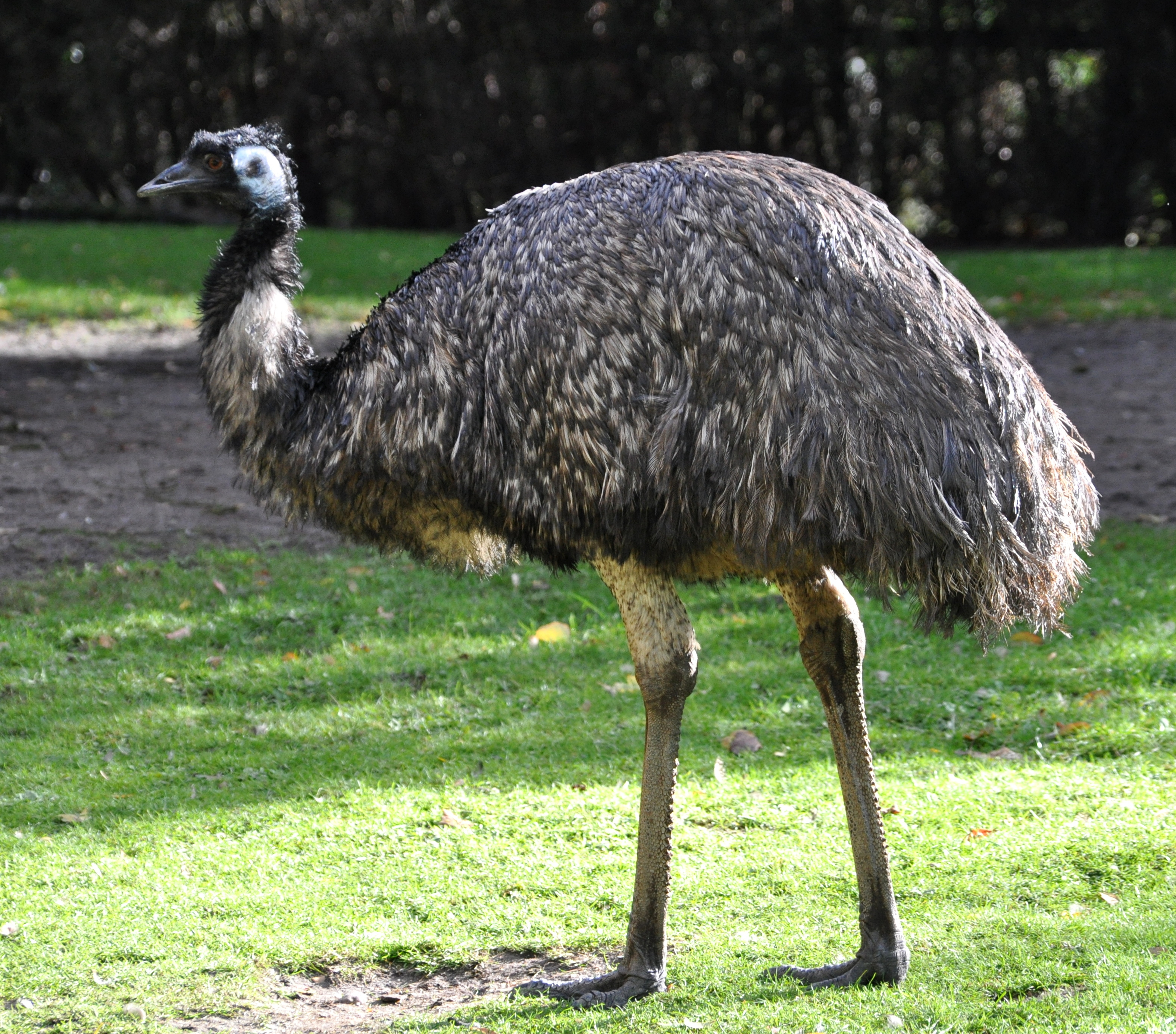 Emu #7