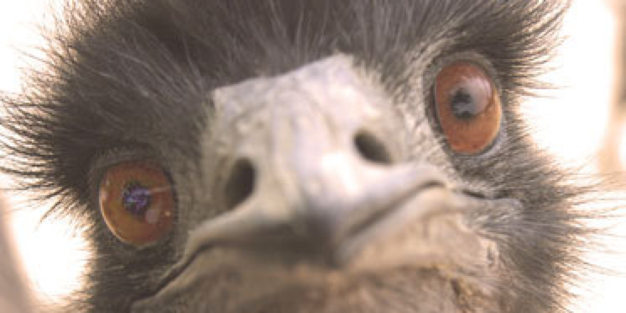 Nice Images Collection: Emu Desktop Wallpapers