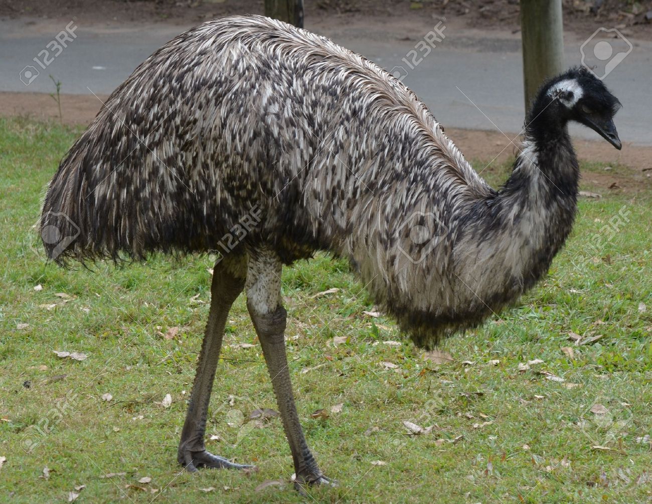 Emu #6