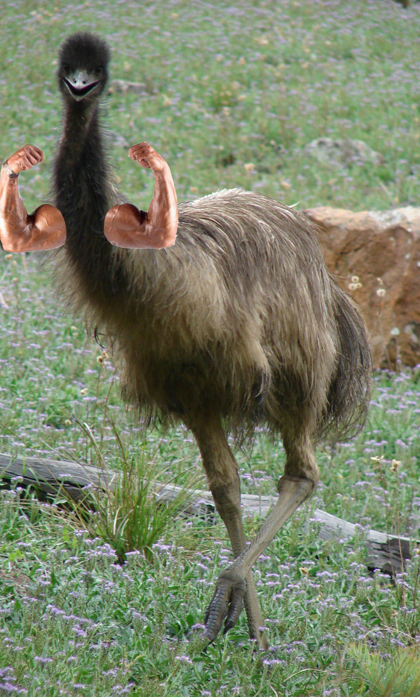 Emu #3