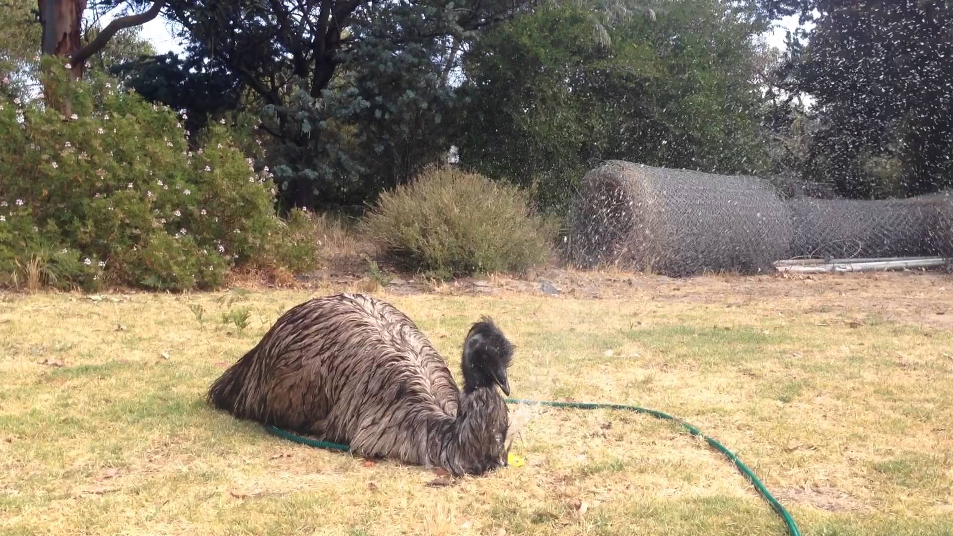 Emu Pics, Animal Collection