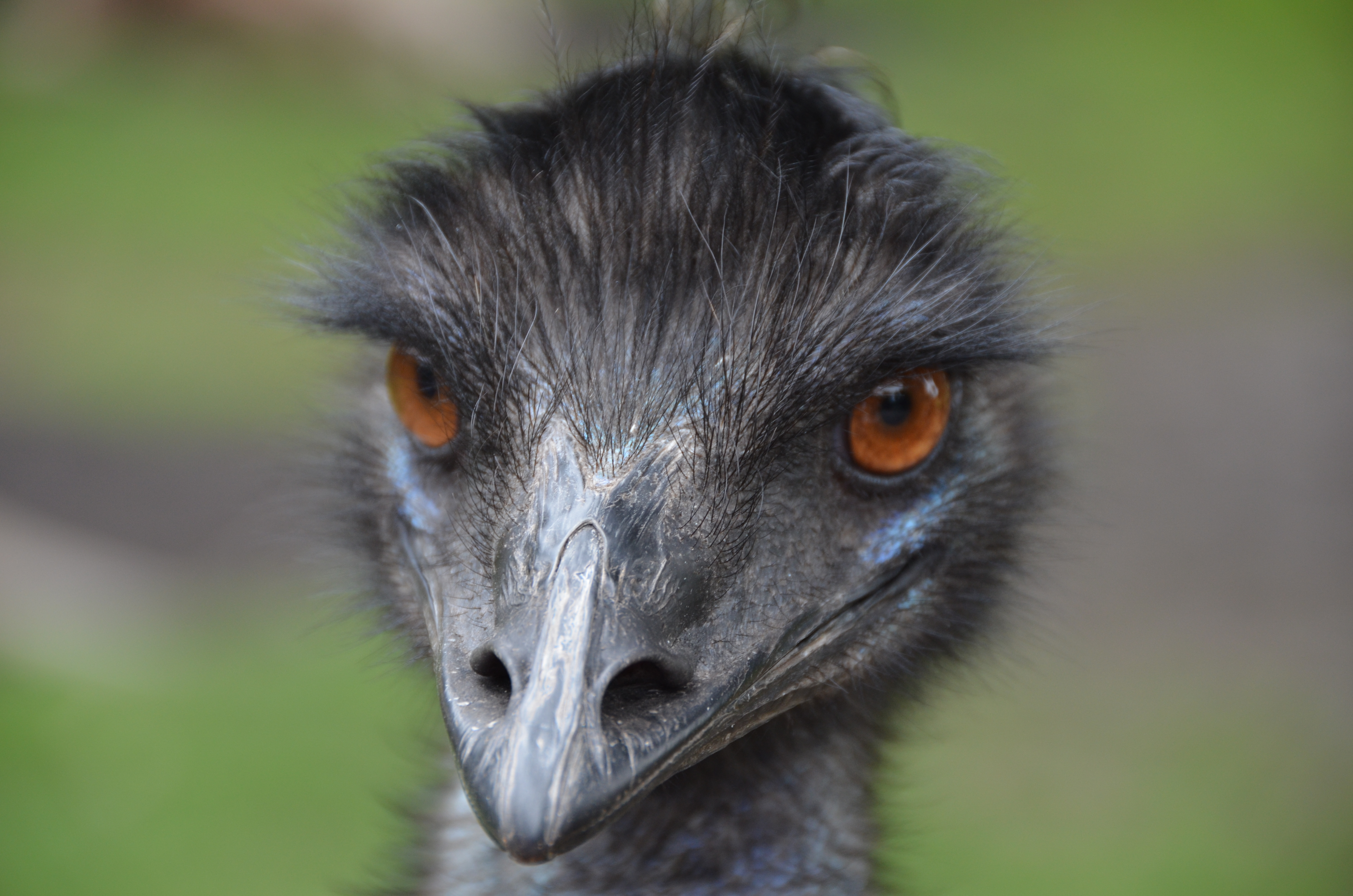 Amazing Emu Pictures & Backgrounds