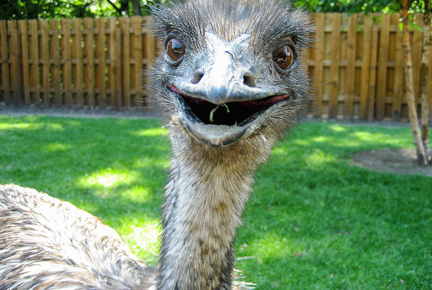 Emu Pics, Animal Collection