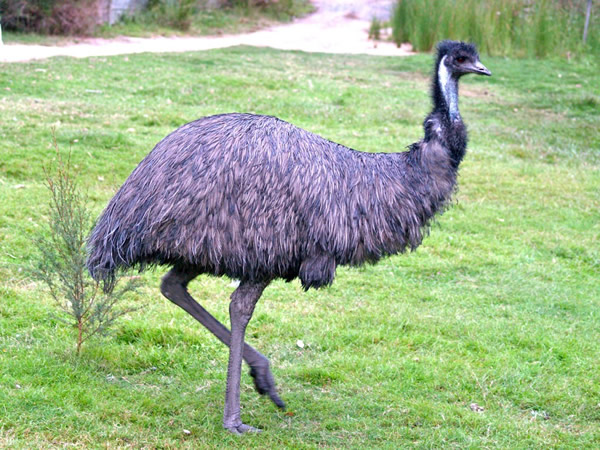 Emu #15