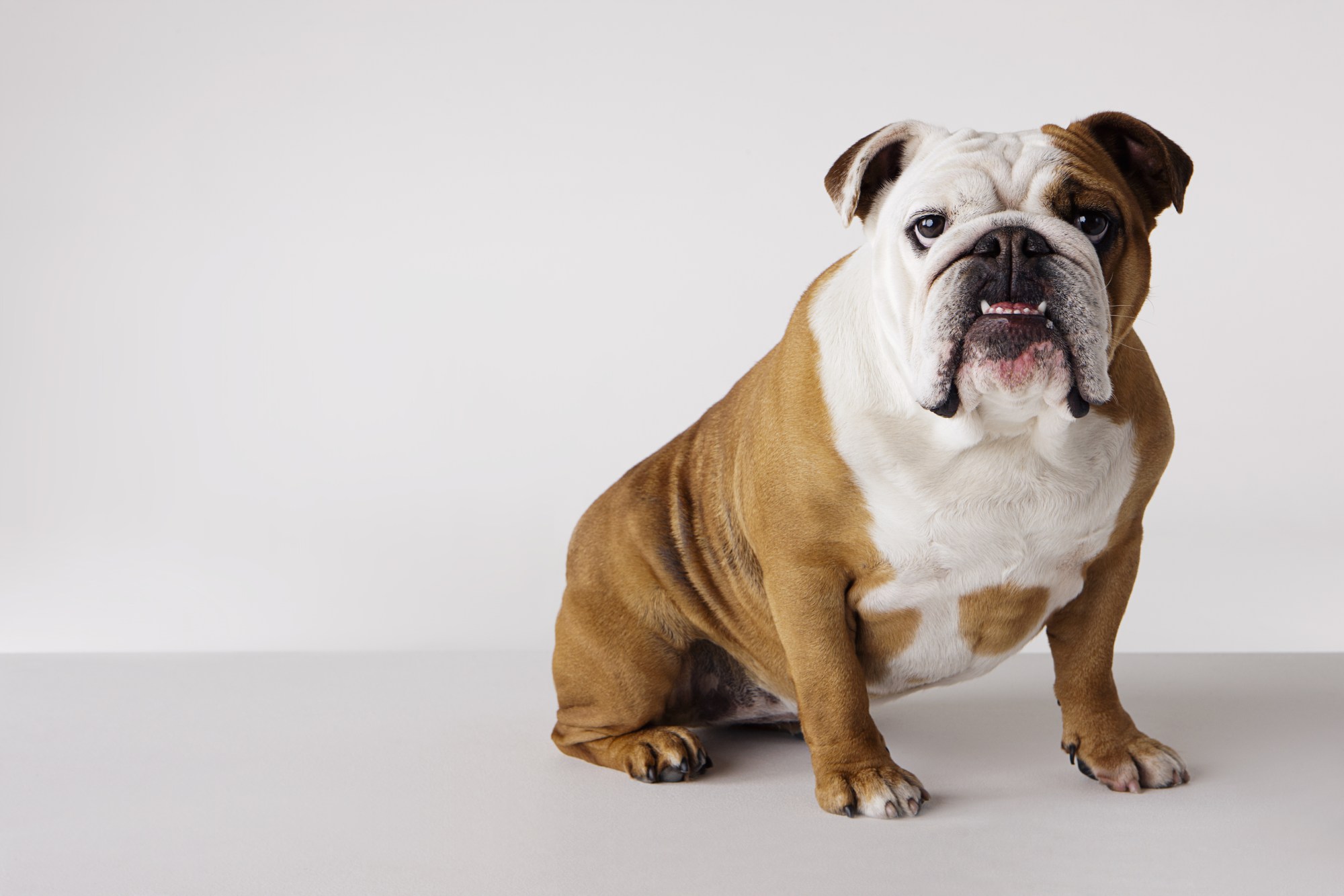 English Bulldog HD wallpapers, Desktop wallpaper - most viewed