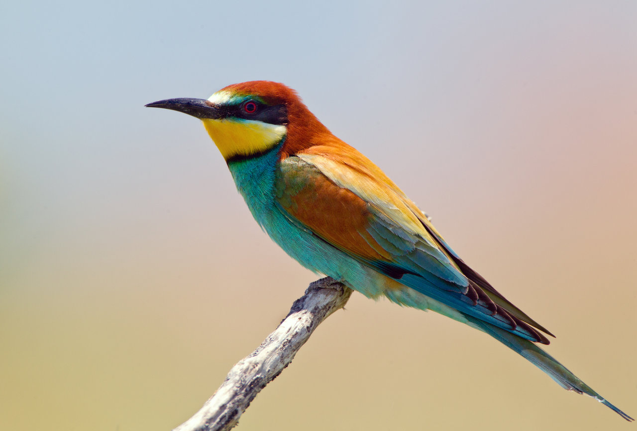 European Bee-eater #1