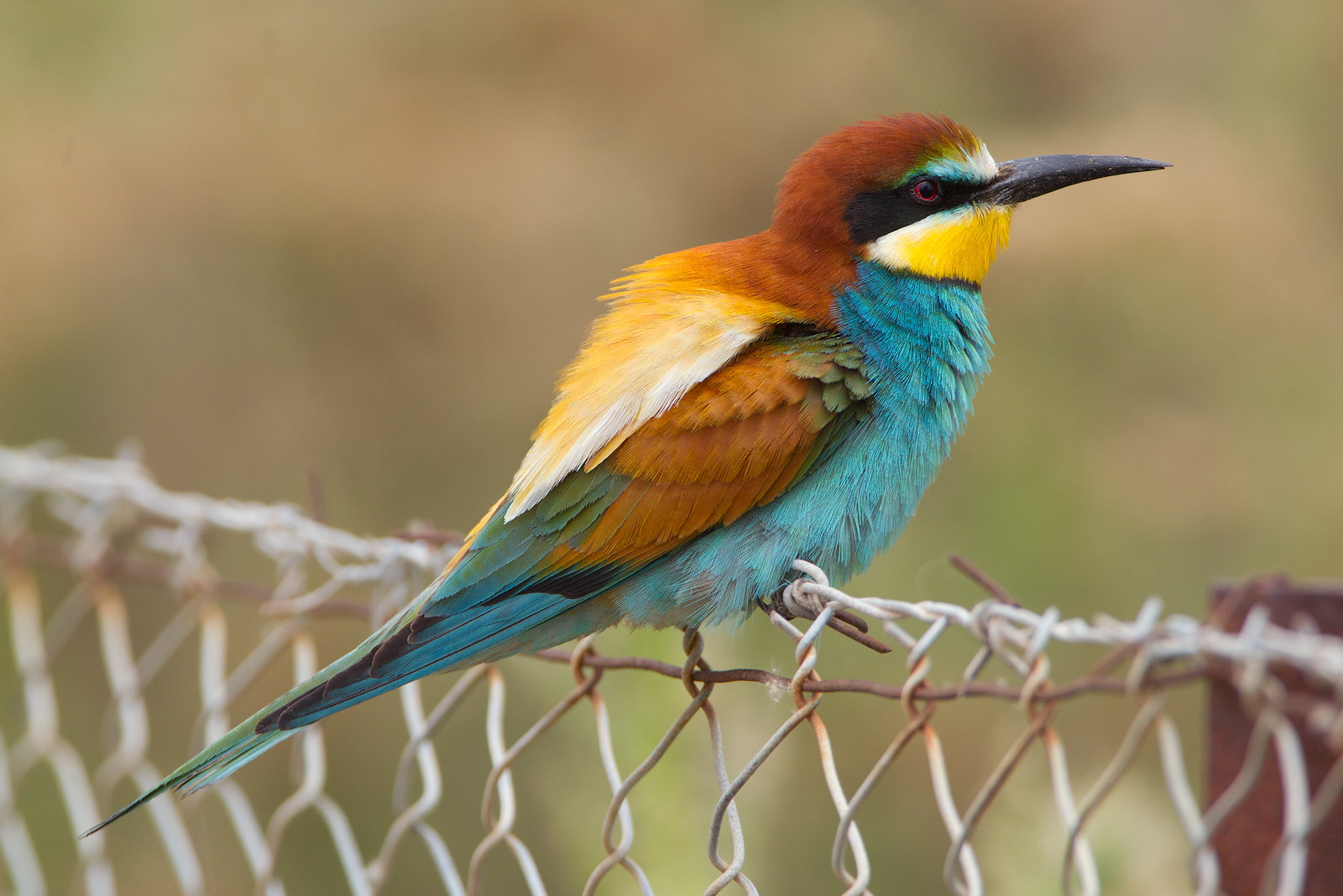 Amazing European Bee-eater Pictures & Backgrounds