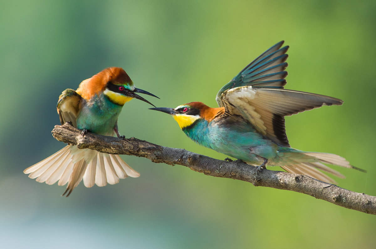 Nice Images Collection: European Bee-eater Desktop Wallpapers