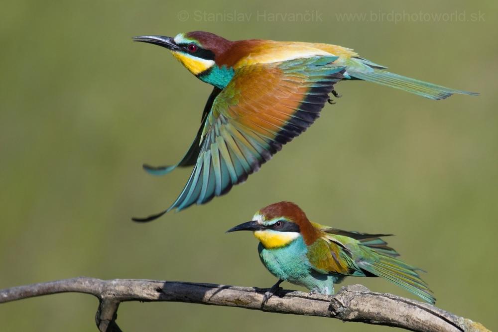 HD Quality Wallpaper | Collection: Animal, 1000x667 European Bee-eater