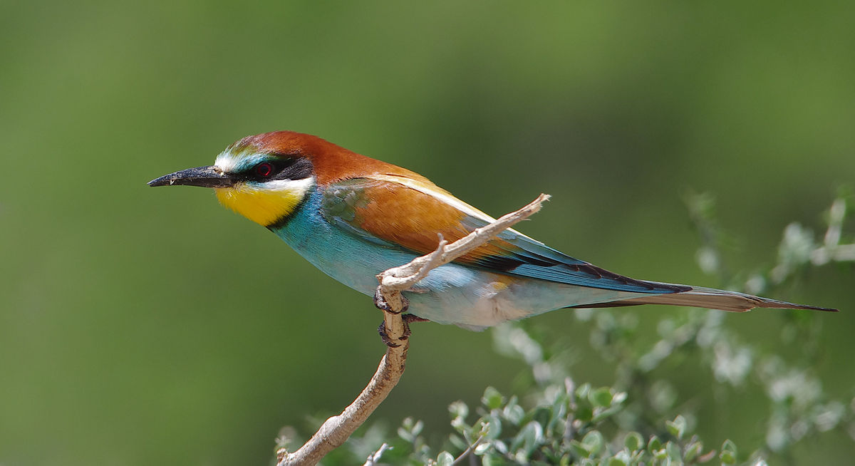 HD Quality Wallpaper | Collection: Animal, 1200x654 European Bee-eater