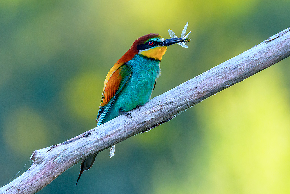 European Bee-eater Backgrounds, Compatible - PC, Mobile, Gadgets| 1000x667 px