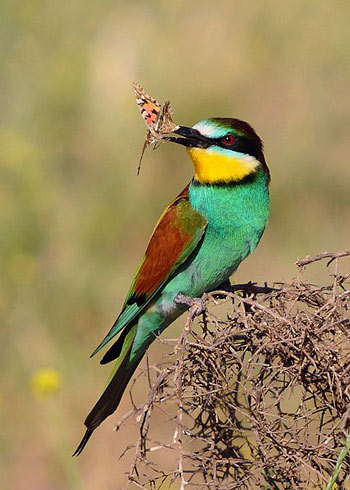 European Bee-eater #16