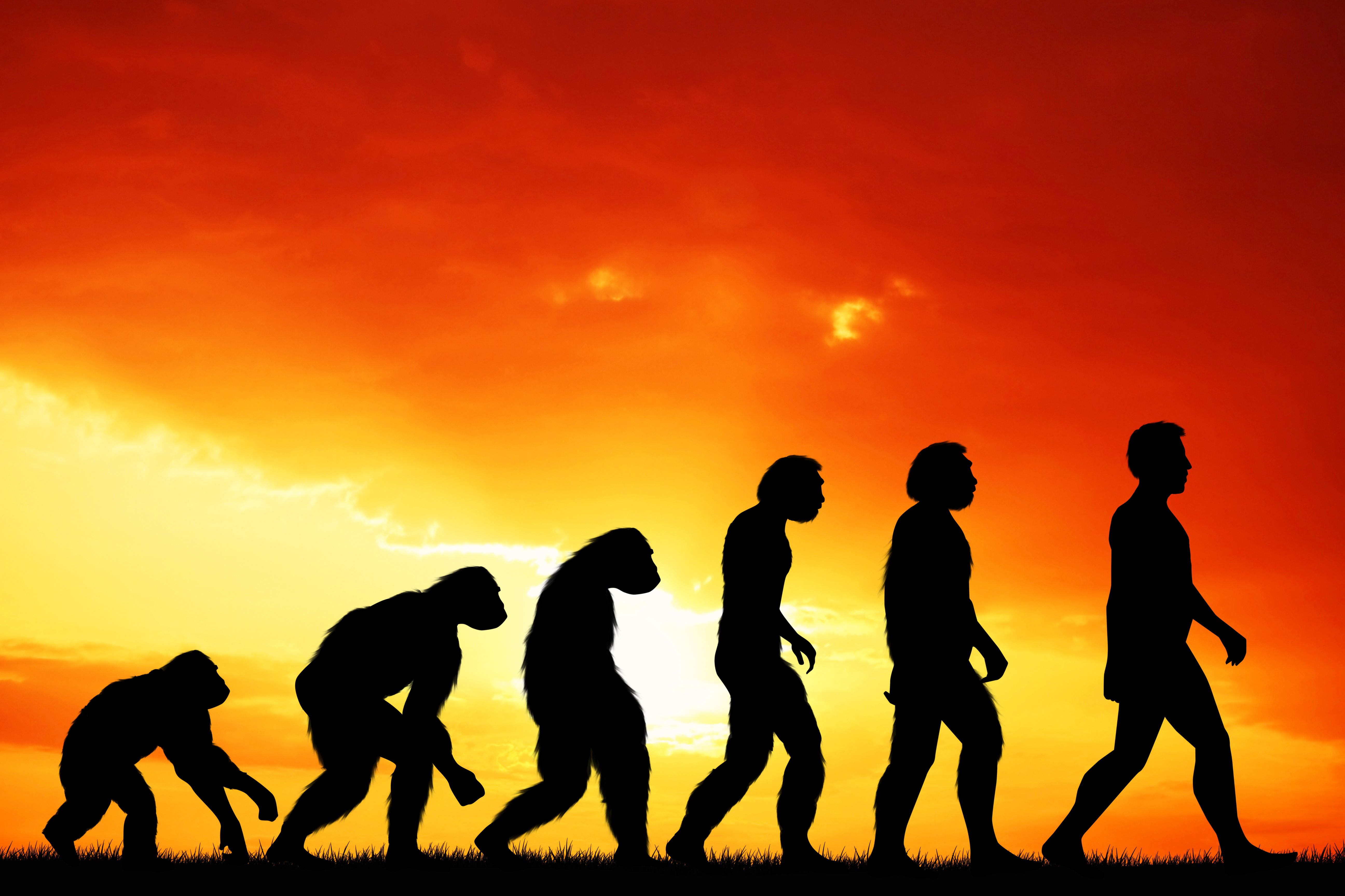 Общество это все человечество в его прошлом. Эволюция Дарвина. Развитие человека. Эвалюд. Развитие ЧЕЛОВЕКАЧЕЛОВЕК.