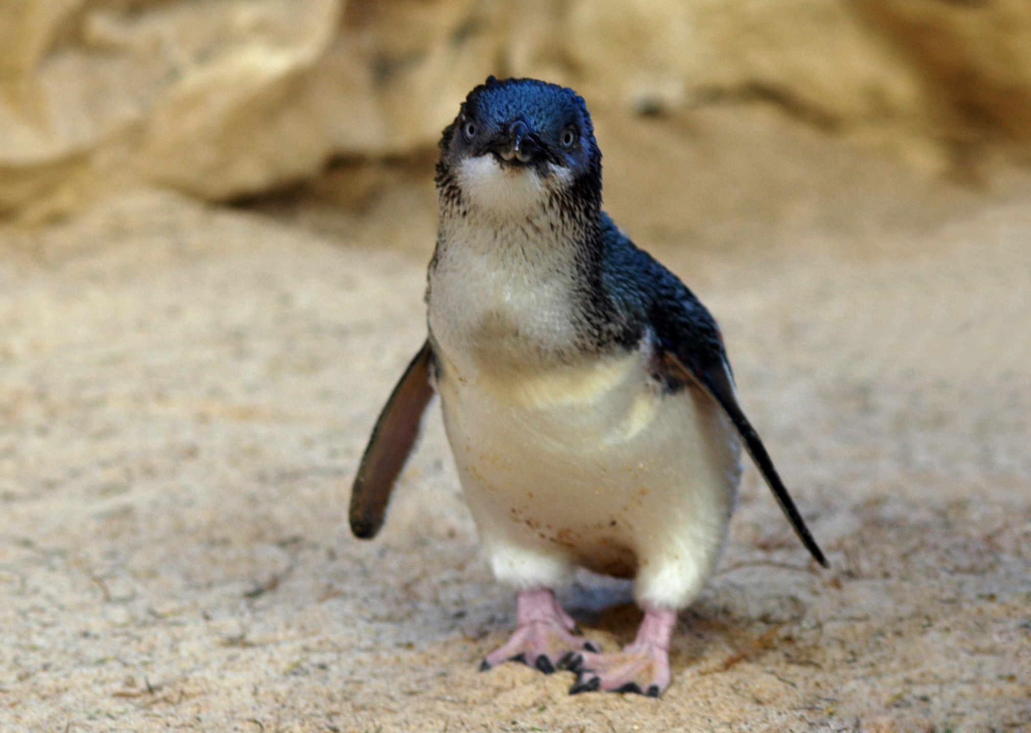 Nice Images Collection: Fairy Penguin Desktop Wallpapers