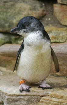 HD Quality Wallpaper | Collection: Animal, 220x342 Fairy Penguin