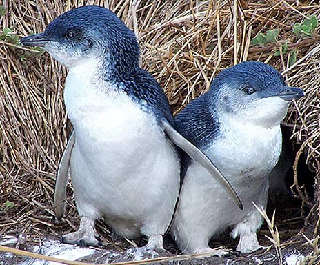 Fairy Penguin Pics, Animal Collection