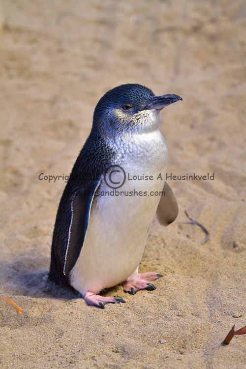 Nice Images Collection: Fairy Penguin Desktop Wallpapers