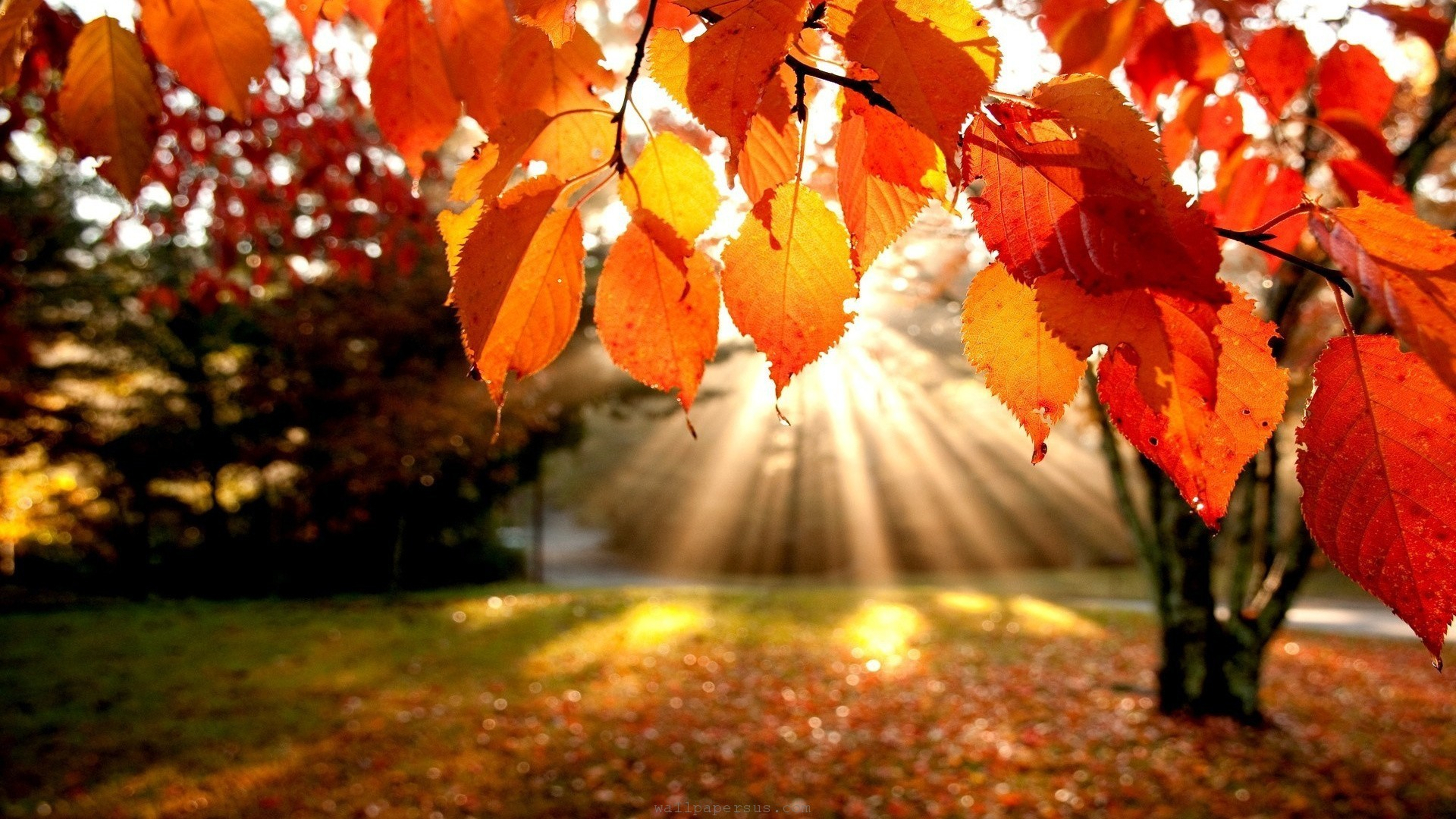 Fall Backgrounds, Compatible - PC, Mobile, Gadgets| 3000x1688 px