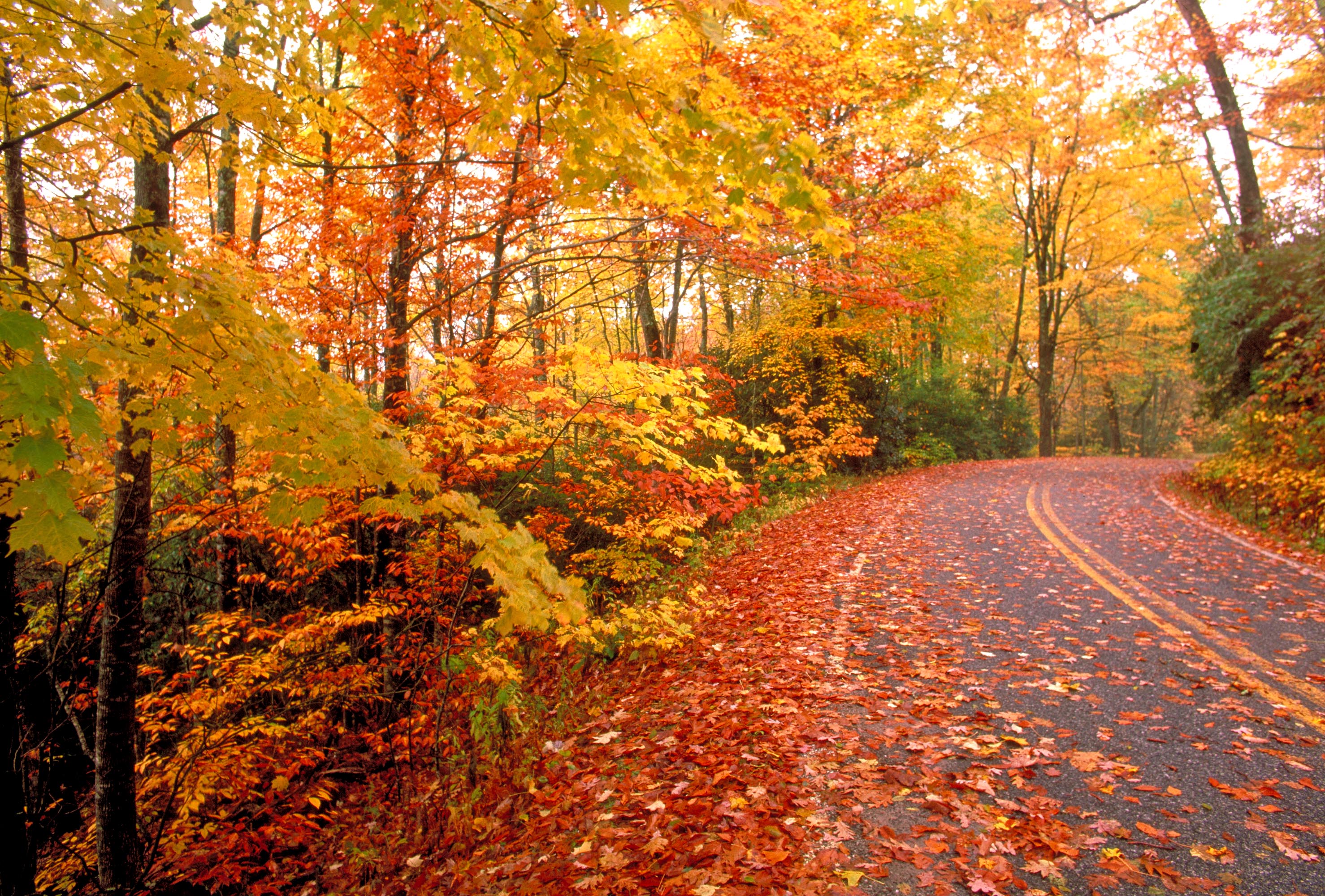 Nice Images Collection: Fall Desktop Wallpapers