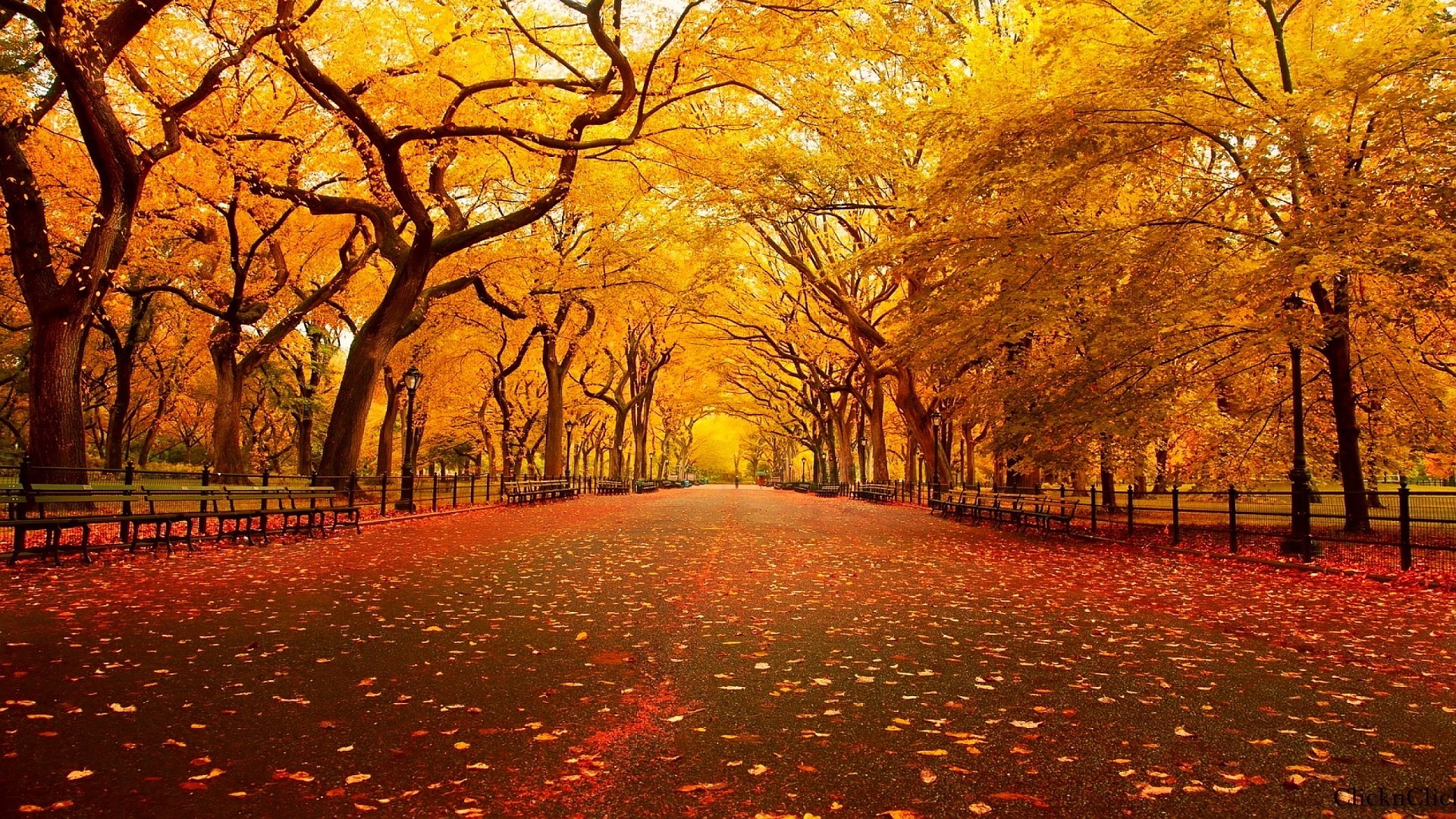 Fall Backgrounds, Compatible - PC, Mobile, Gadgets| 1920x1080 px