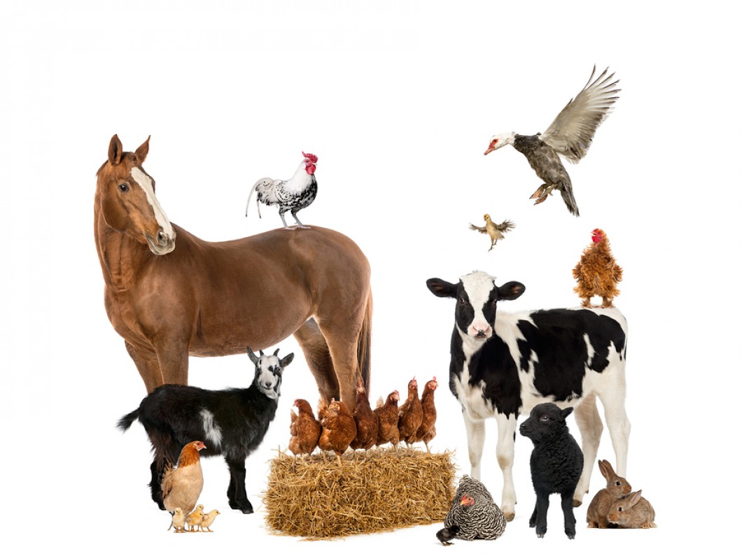 HD Quality Wallpaper | Collection: Animal, 1060x795 Farm Animals