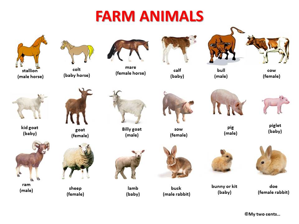 Amazing Farm Animals Pictures & Backgrounds