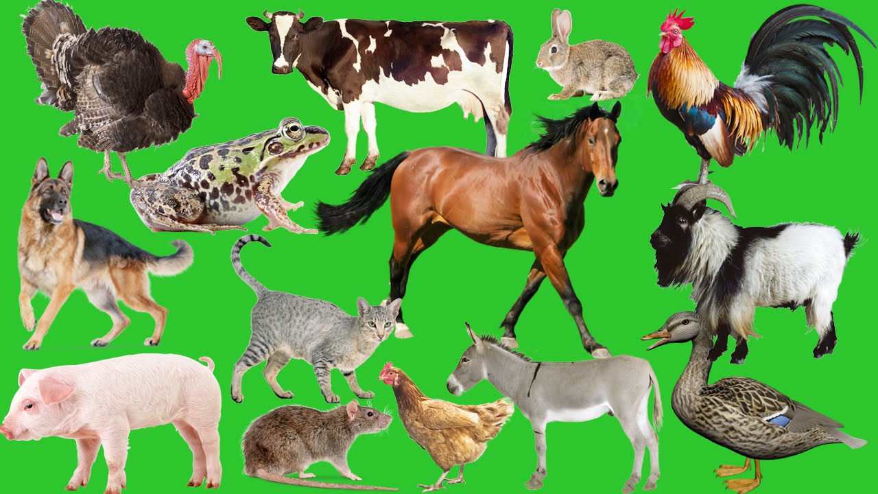 Nice Images Collection: Farm Animals Desktop Wallpapers
