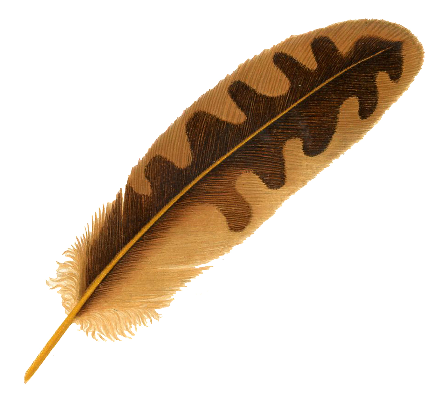 Images of Feather | 1500x1365