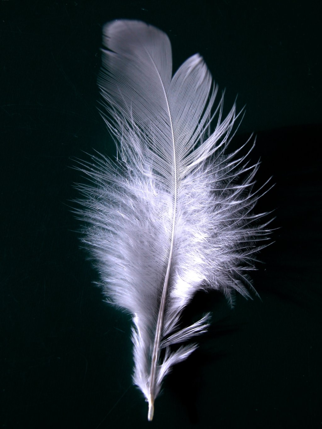 1024x1365 > Feather Wallpapers