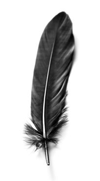 204x370 > Feather Wallpapers