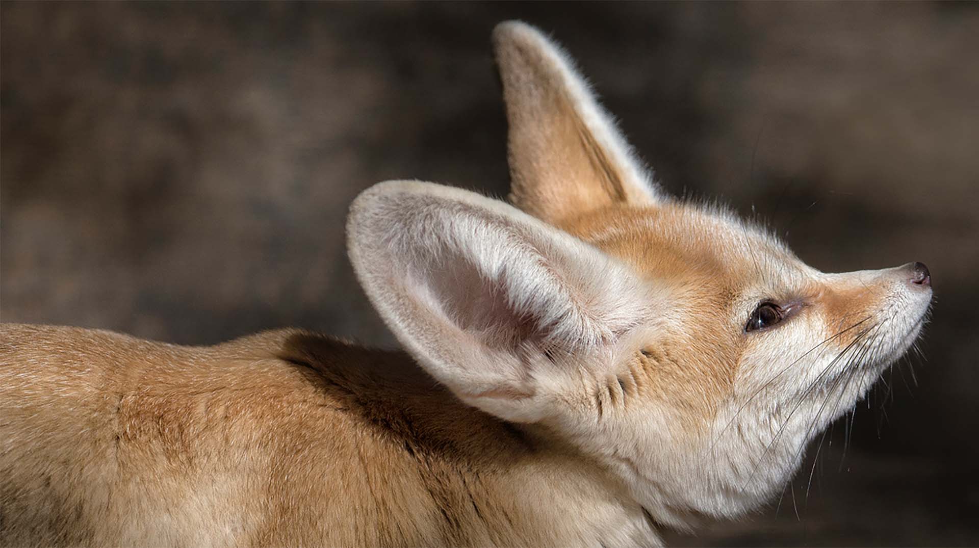 Amazing Fennec Fox Pictures & Backgrounds