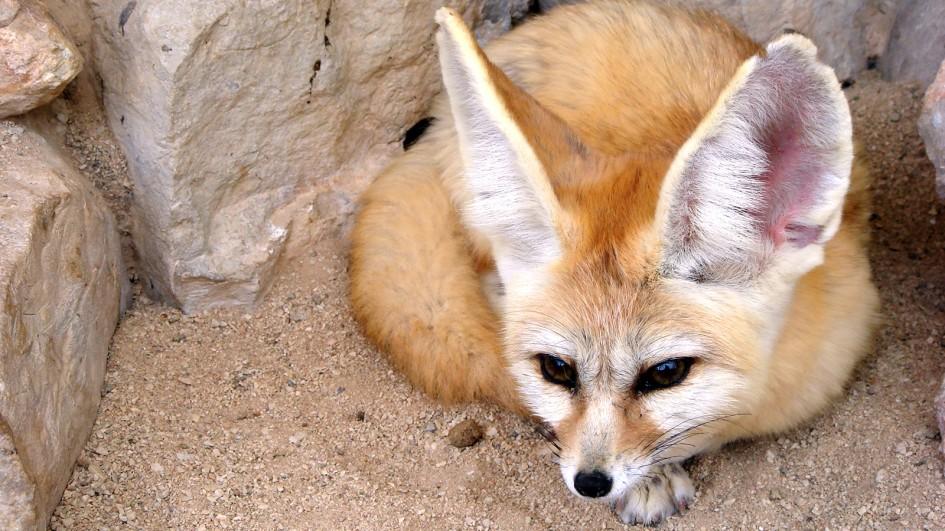 Fennec Fox Backgrounds on Wallpapers Vista