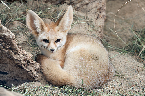 Amazing Fennec Fox Pictures & Backgrounds