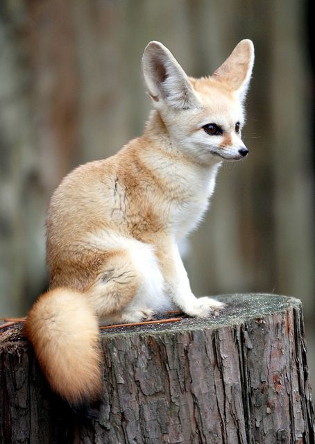 Fennec Fox High Quality Background on Wallpapers Vista