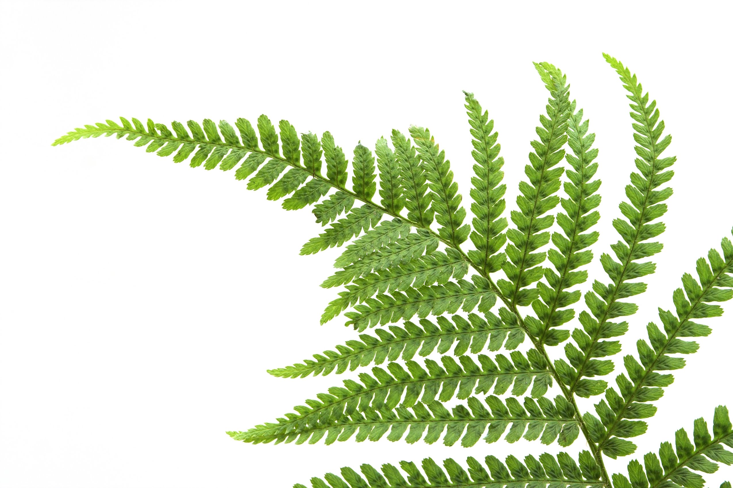 Nice Images Collection: Fern Desktop Wallpapers