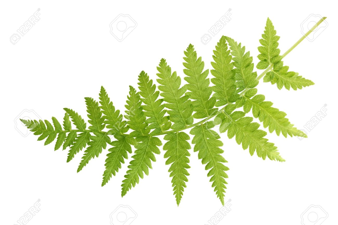 Amazing Fern Pictures & Backgrounds