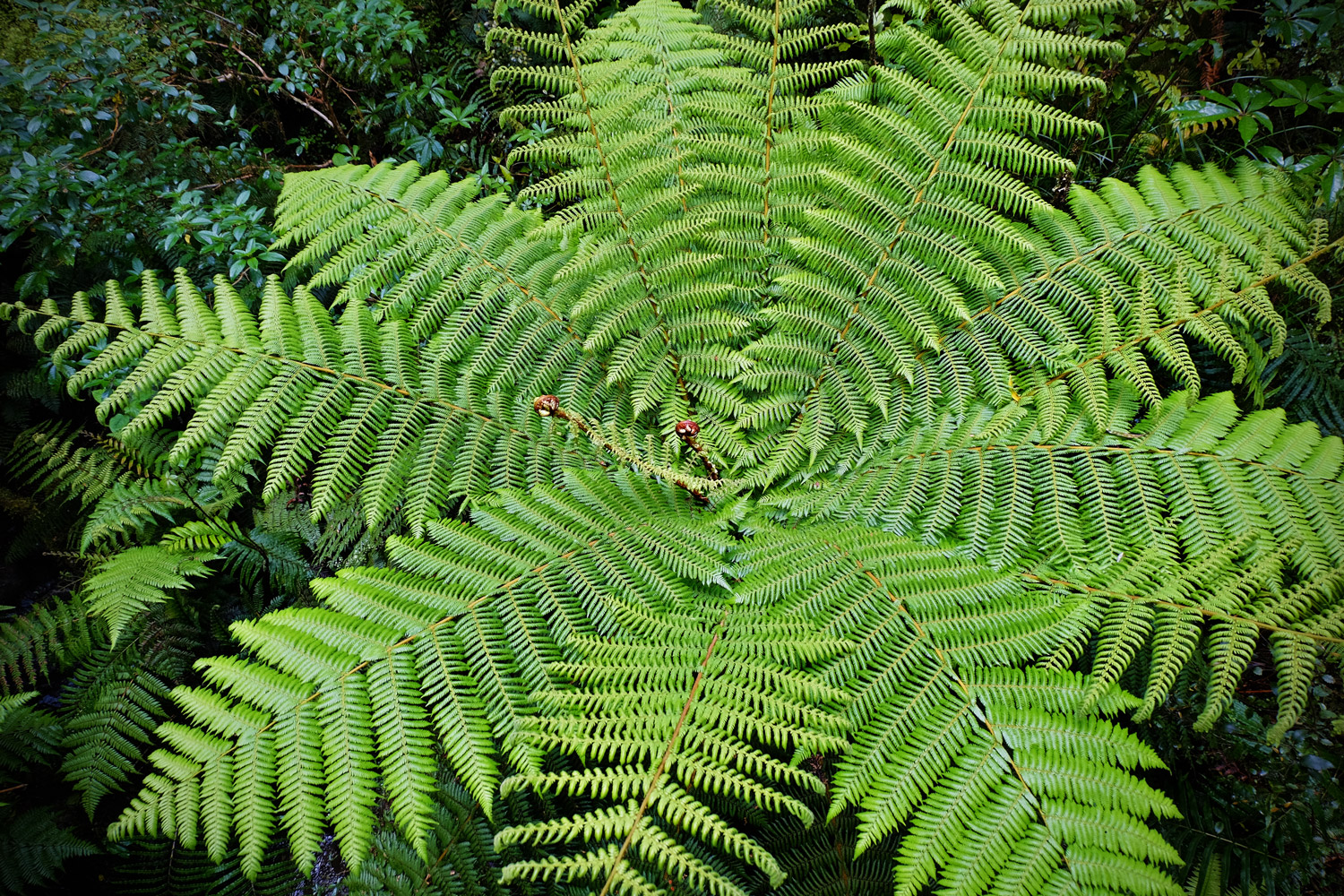Fern Backgrounds on Wallpapers Vista