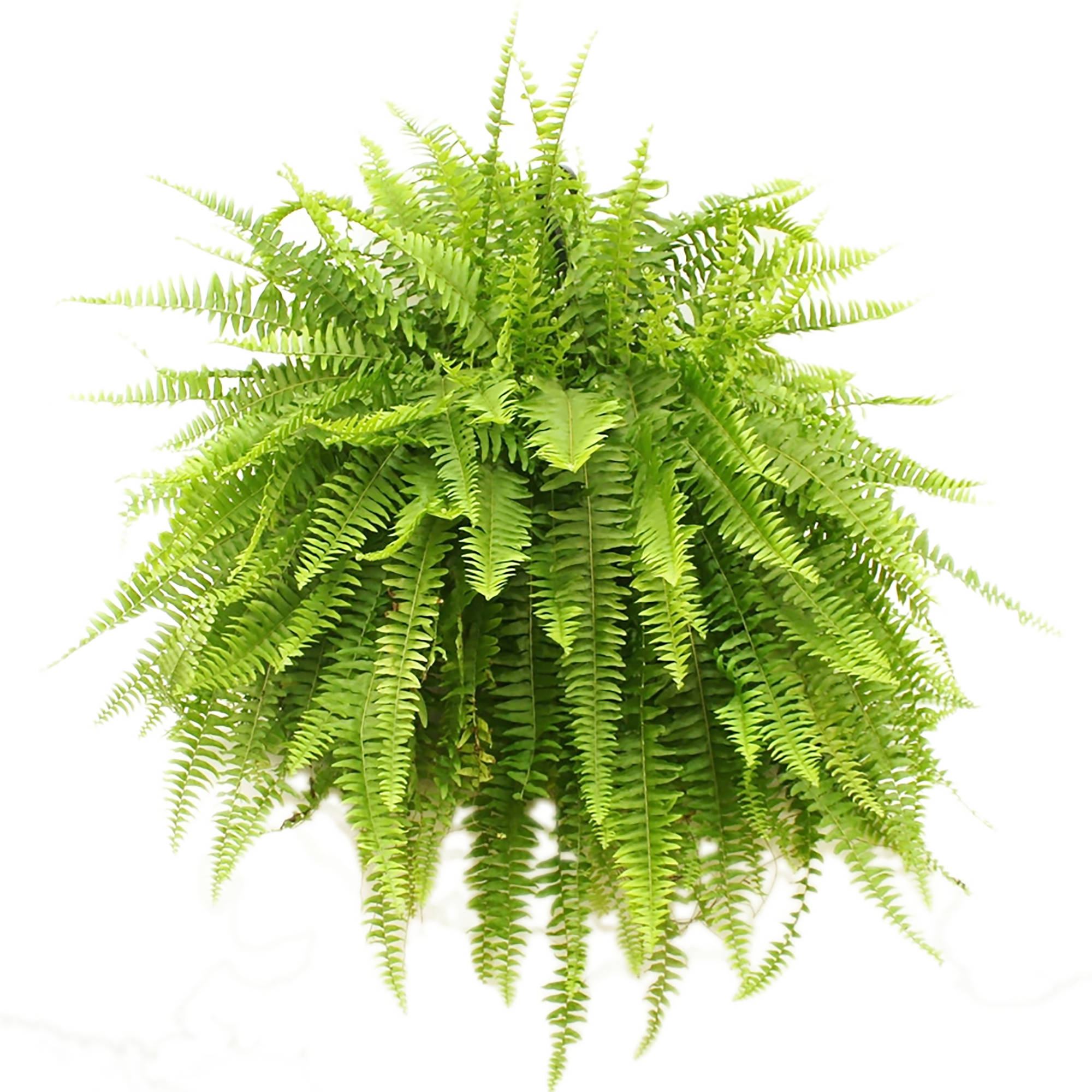 Fern Backgrounds on Wallpapers Vista