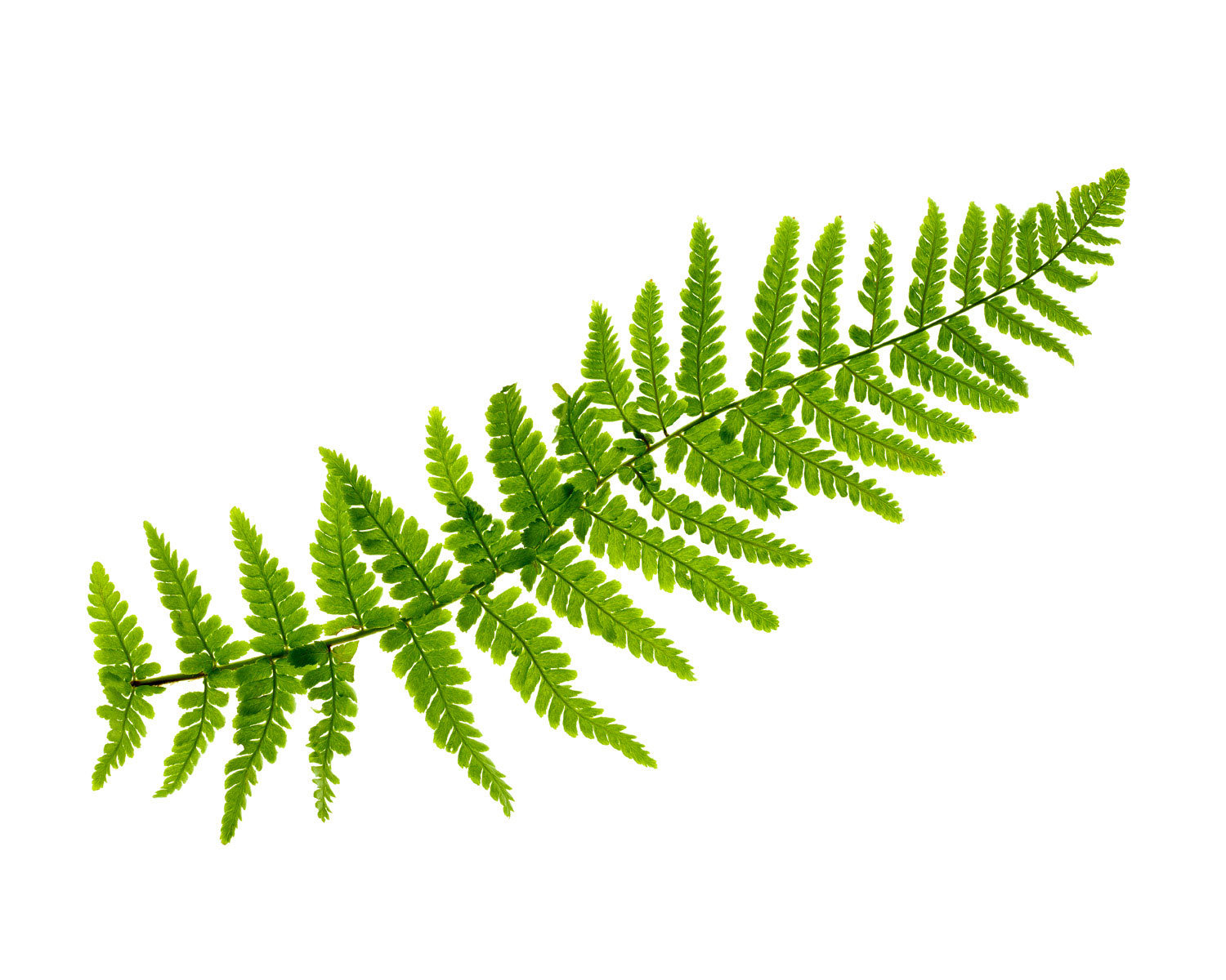 Nice wallpapers Fern 1500x1200px